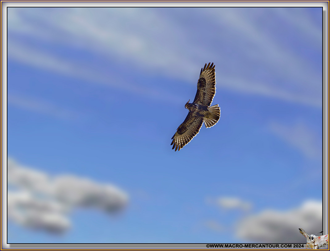 Circaète Jean-le-Blanc